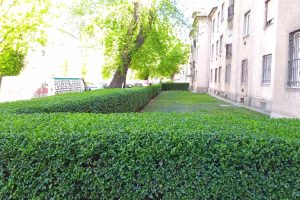 Társasházi sövényvágás és parkfenntartás – Lumaterra referencia, gondozott előkert